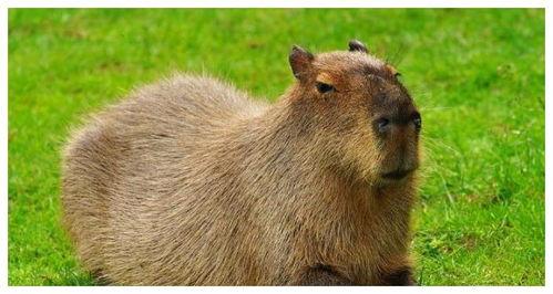 娱乐吃瓜酱水豚,揭秘水豚界的萌宠传奇